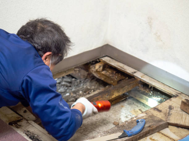 Best Commercial Mold Removal  in Enid, OK