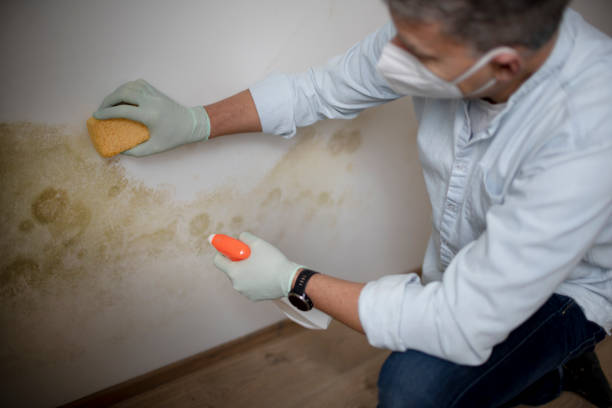 Best Black Mold Removal  in Enid, OK