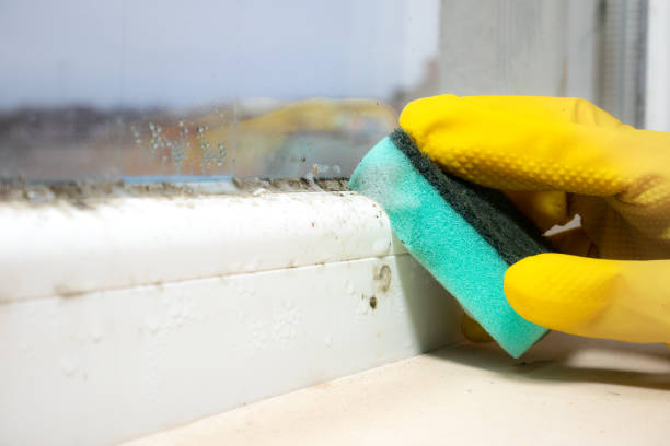 Best Crawl Space Mold Removal  in Enid, OK