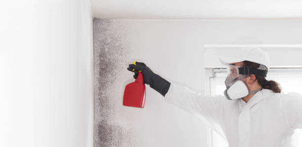 Best Mold Remediation  in Enid, OK