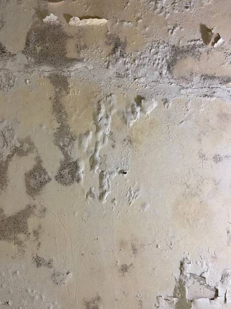 Best Mold Testing  in Enid, OK