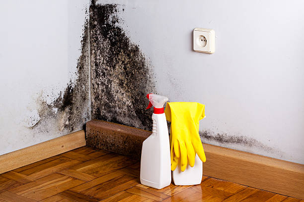 Best Mold Remediation Experts  in Enid, OK