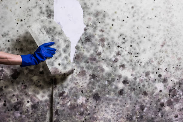 Professional Mold Removal in Enid, OK